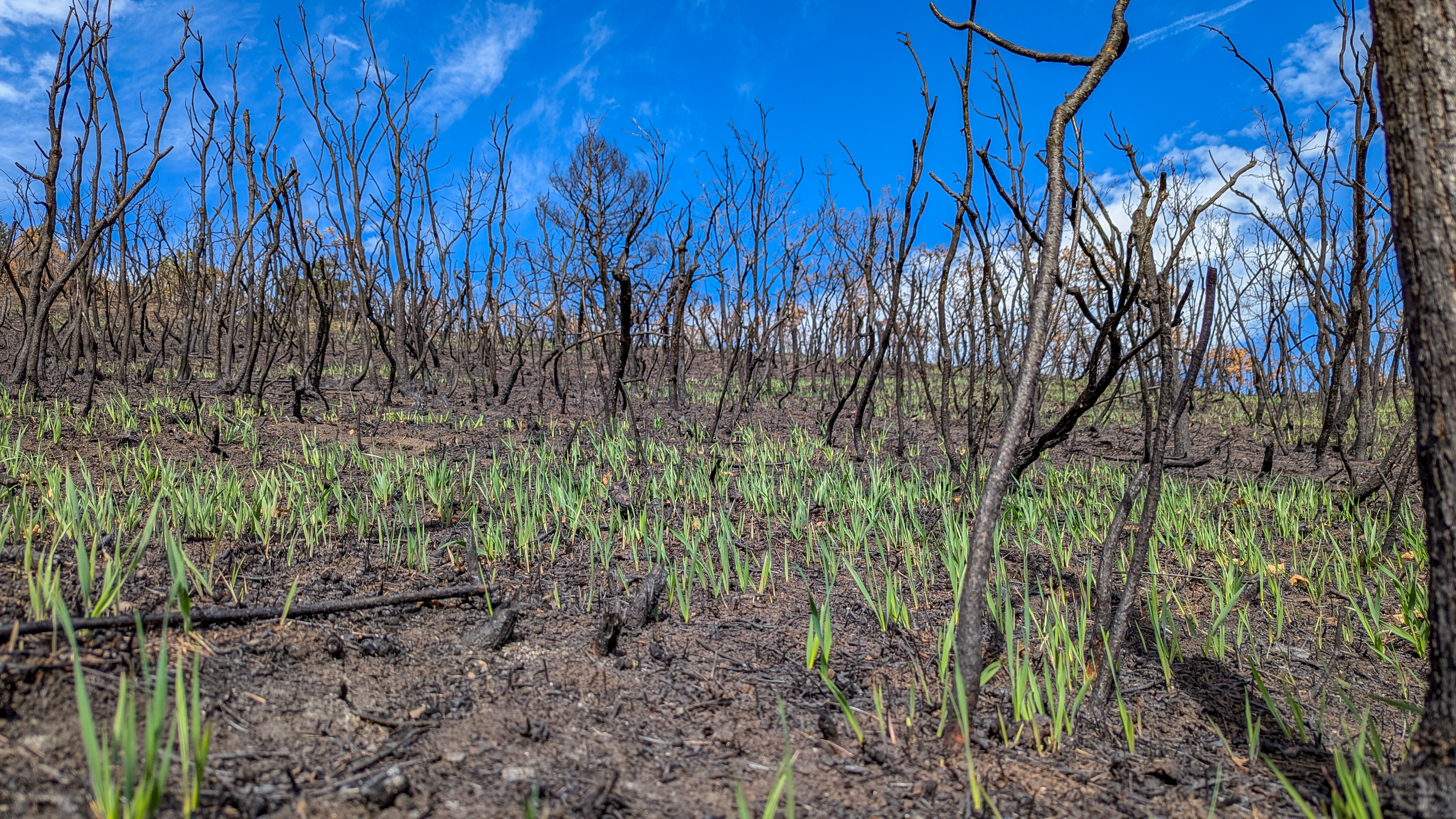 DCP_QuarryFire_20240821 (1).jpg