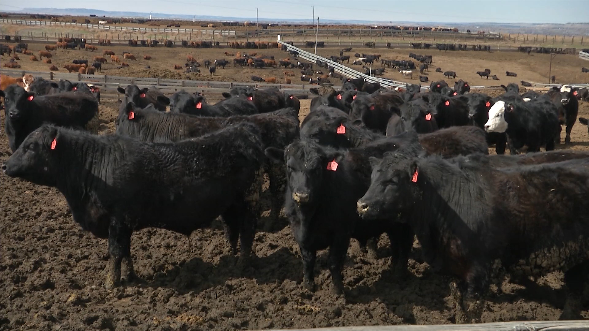 Vogels Feedlot 8.jpg
