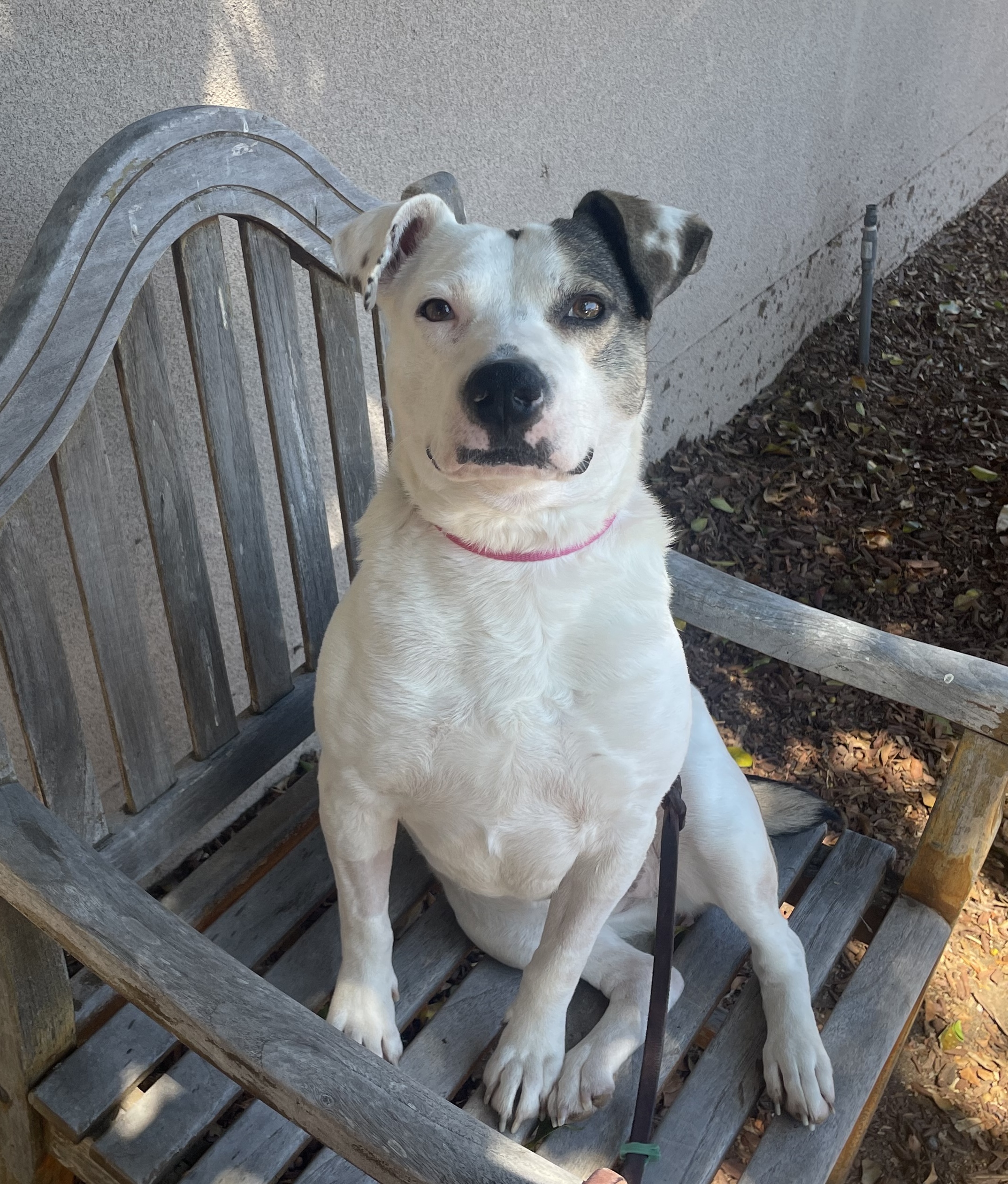 Pet of the Week: Lady Jam