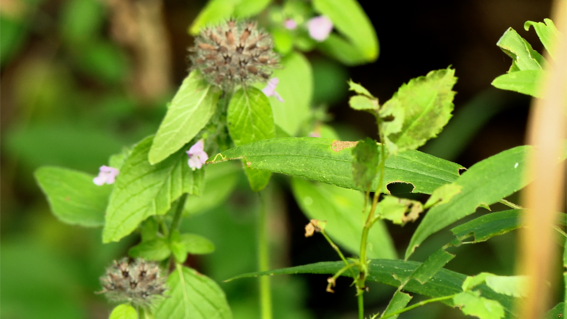 Old Growth Forests in West Michigan: why are they rare? 