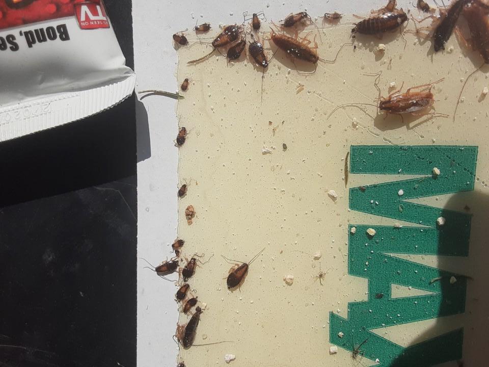 Wyandotte Cockroaches