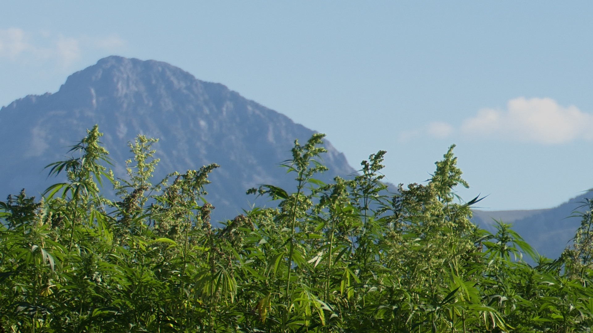 Montana AG HEMP .jpg