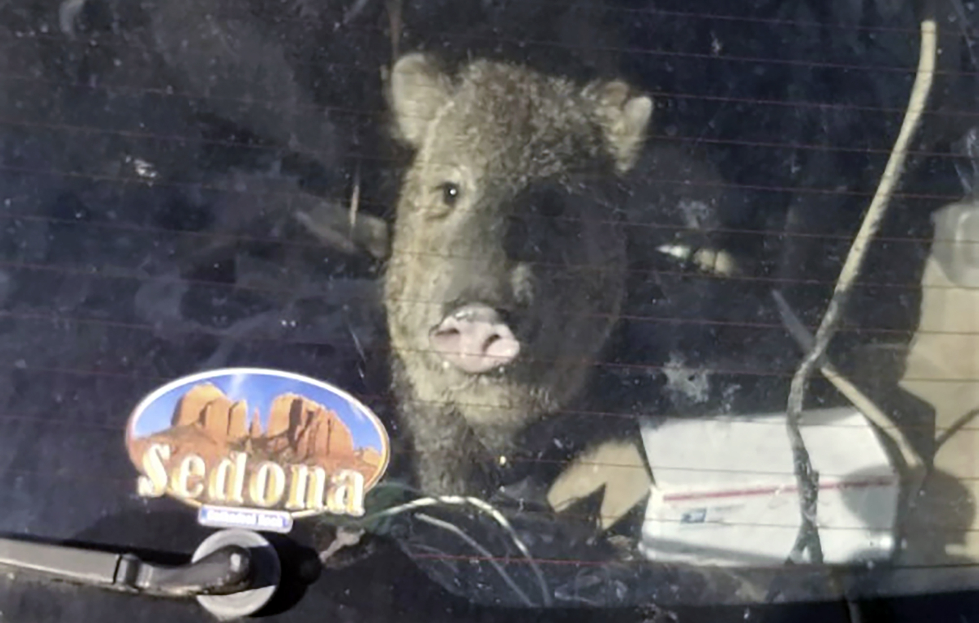Hungry Javelina-Stuck In Car