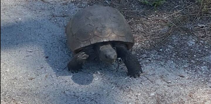 Gopher Tortoise
