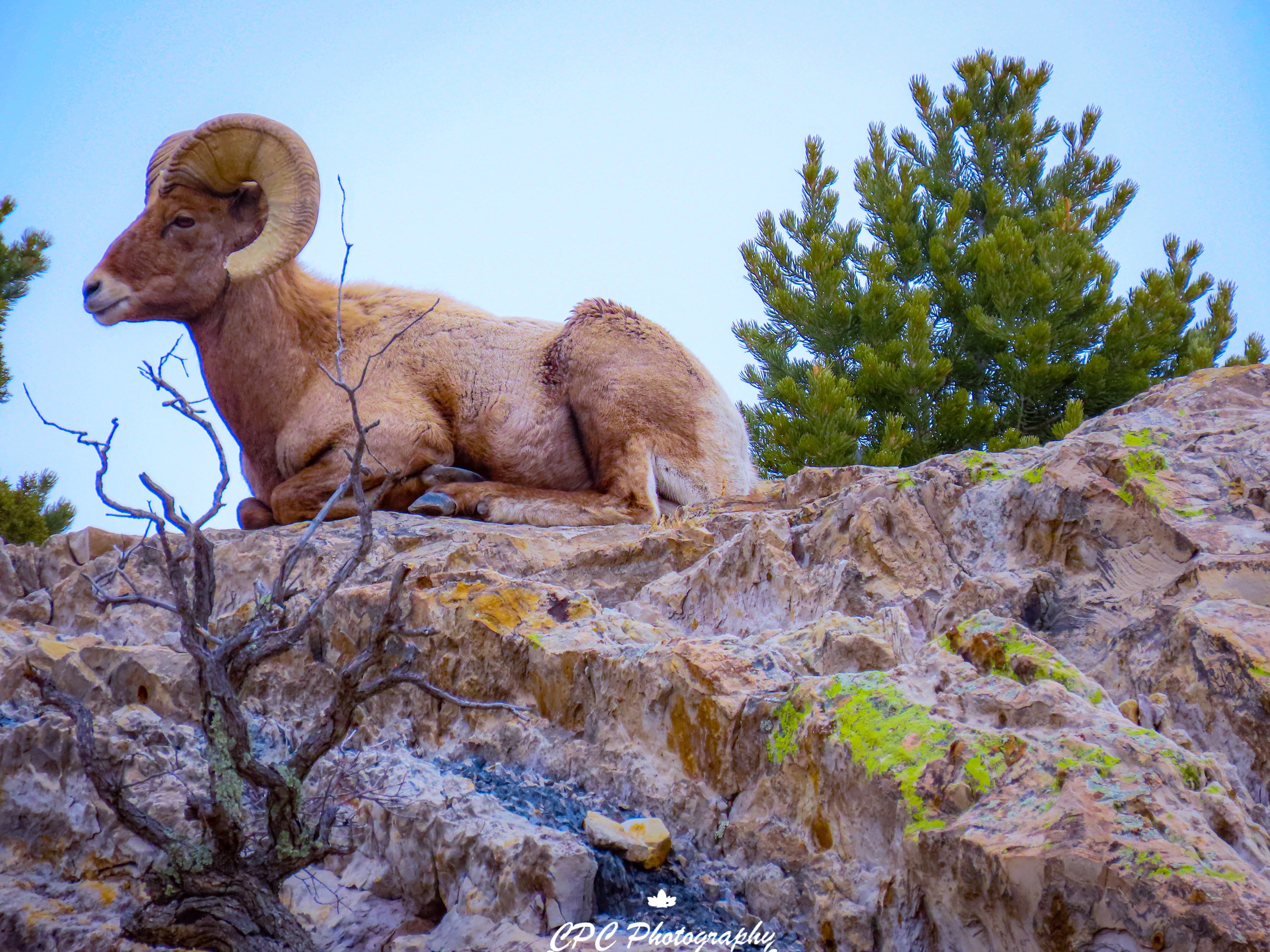 Garden of the Gods Carter Chavez