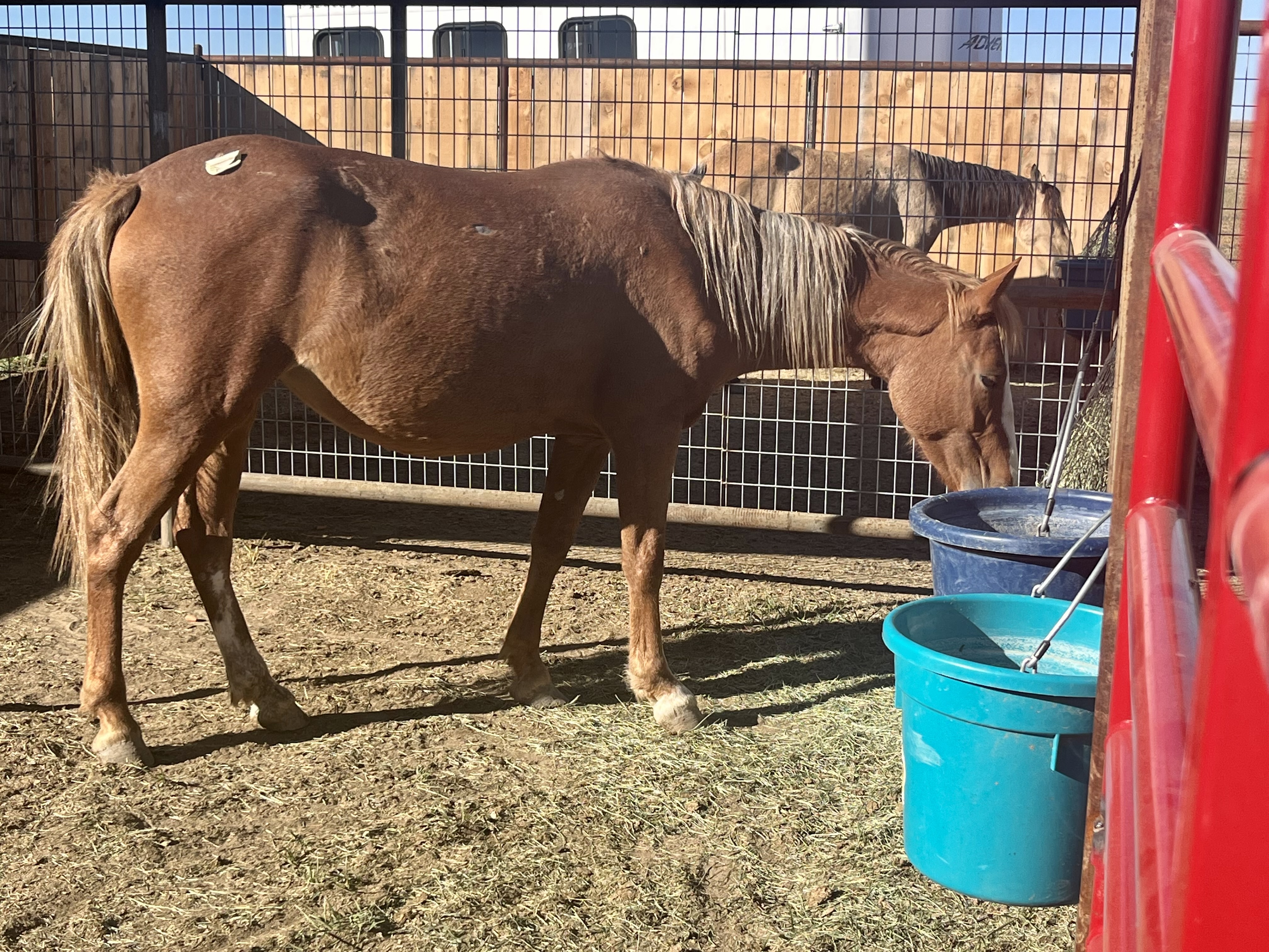 Seemingly pregnant horses rescued from Oklahoma kill pen now in Colorado