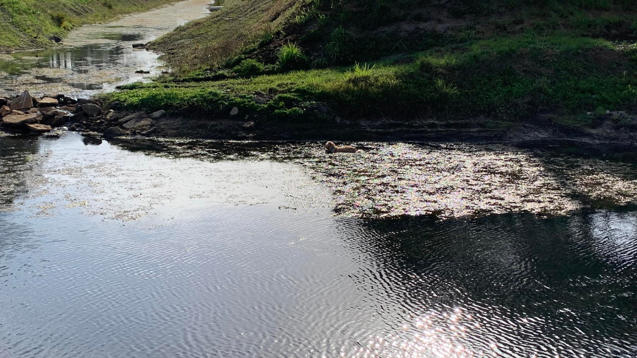 Dog freed from mud Palm Bay PD2.png