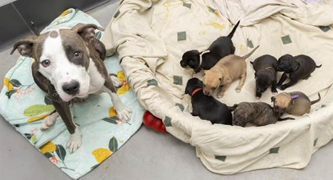 arizona humane society puppies
