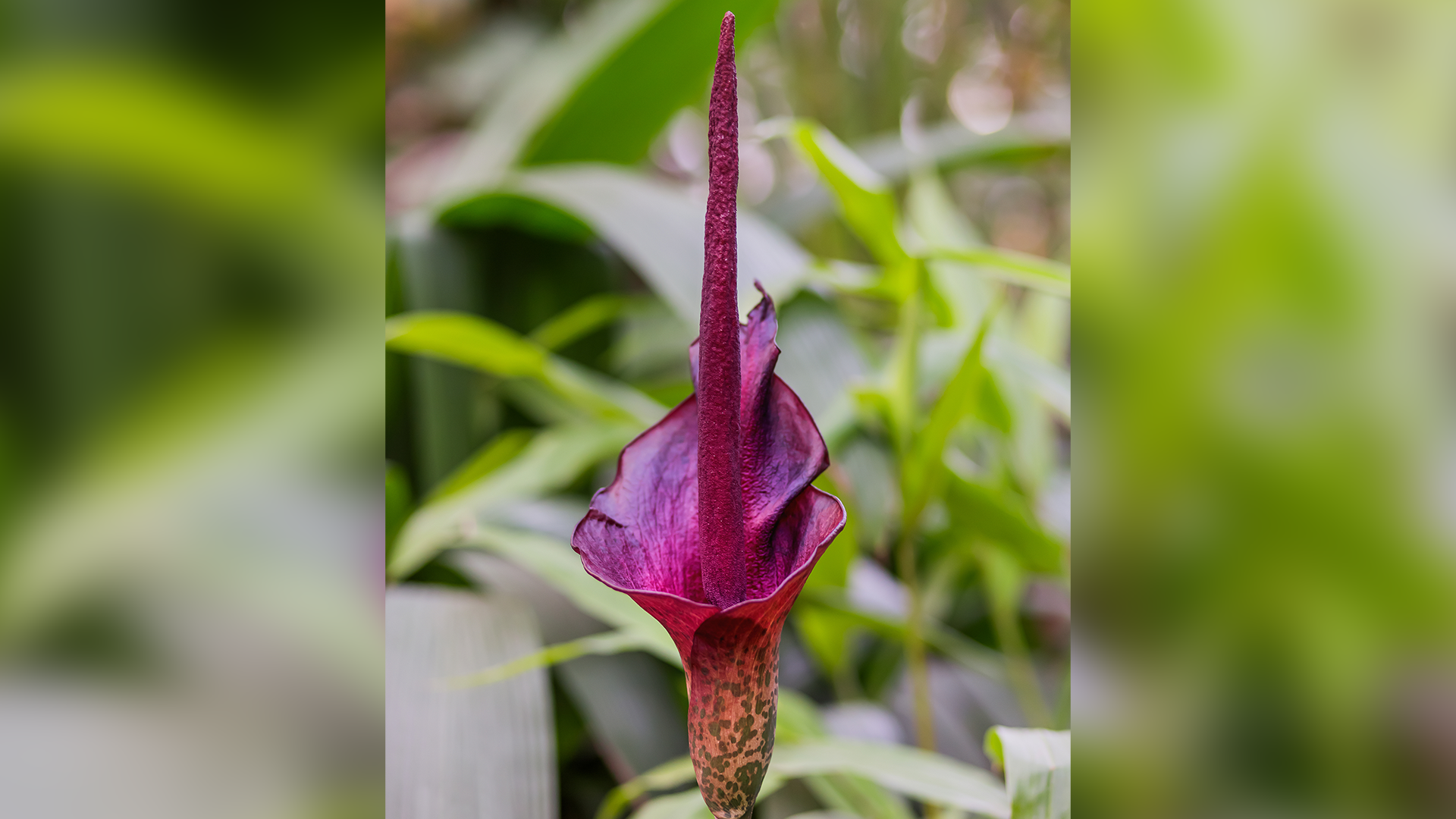 Voodoo Lily.png
