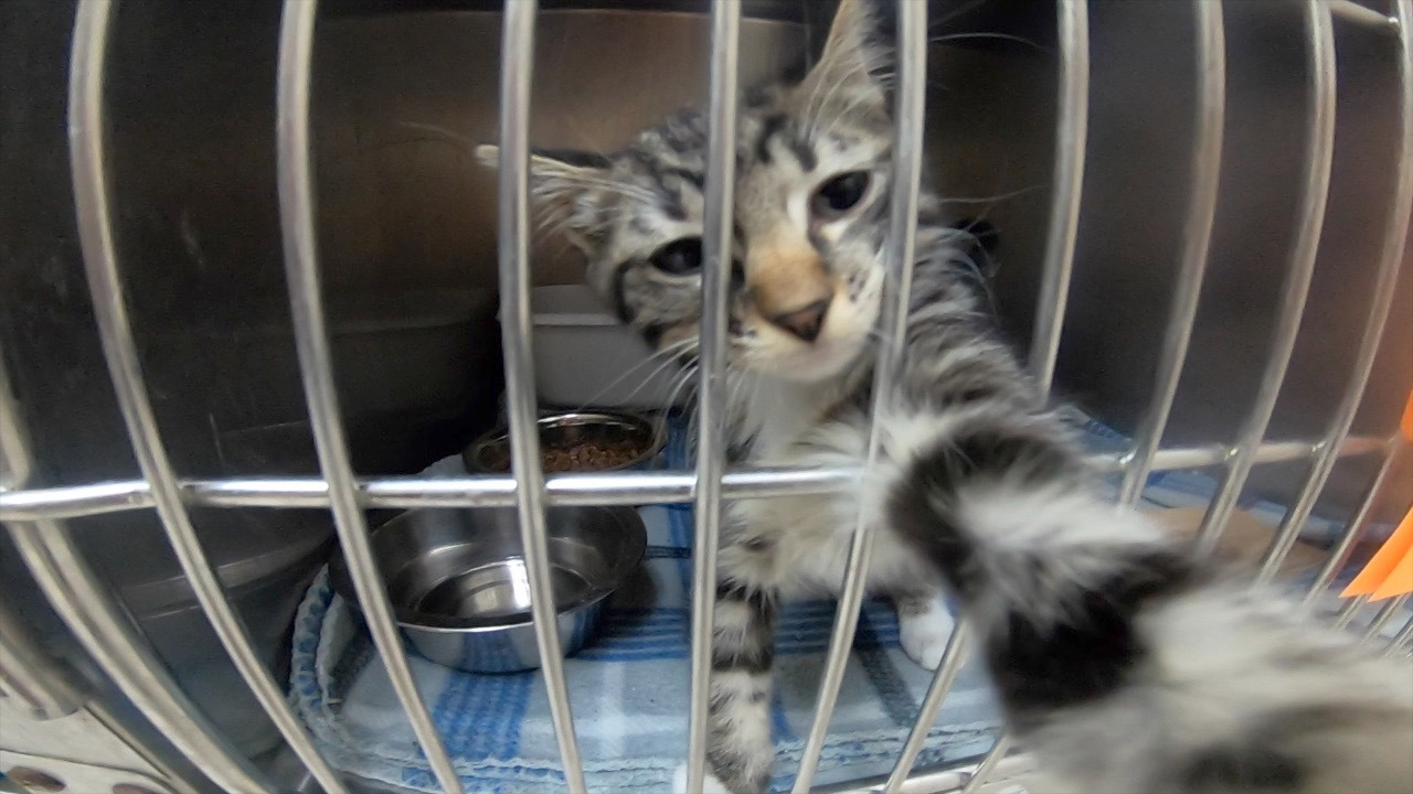 Shelter cat Stassy Olmos.png