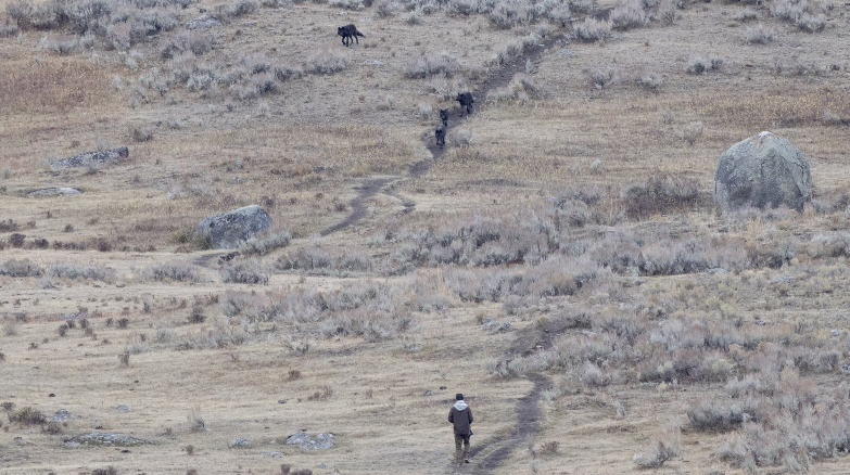 Man approaching wolves in YNP