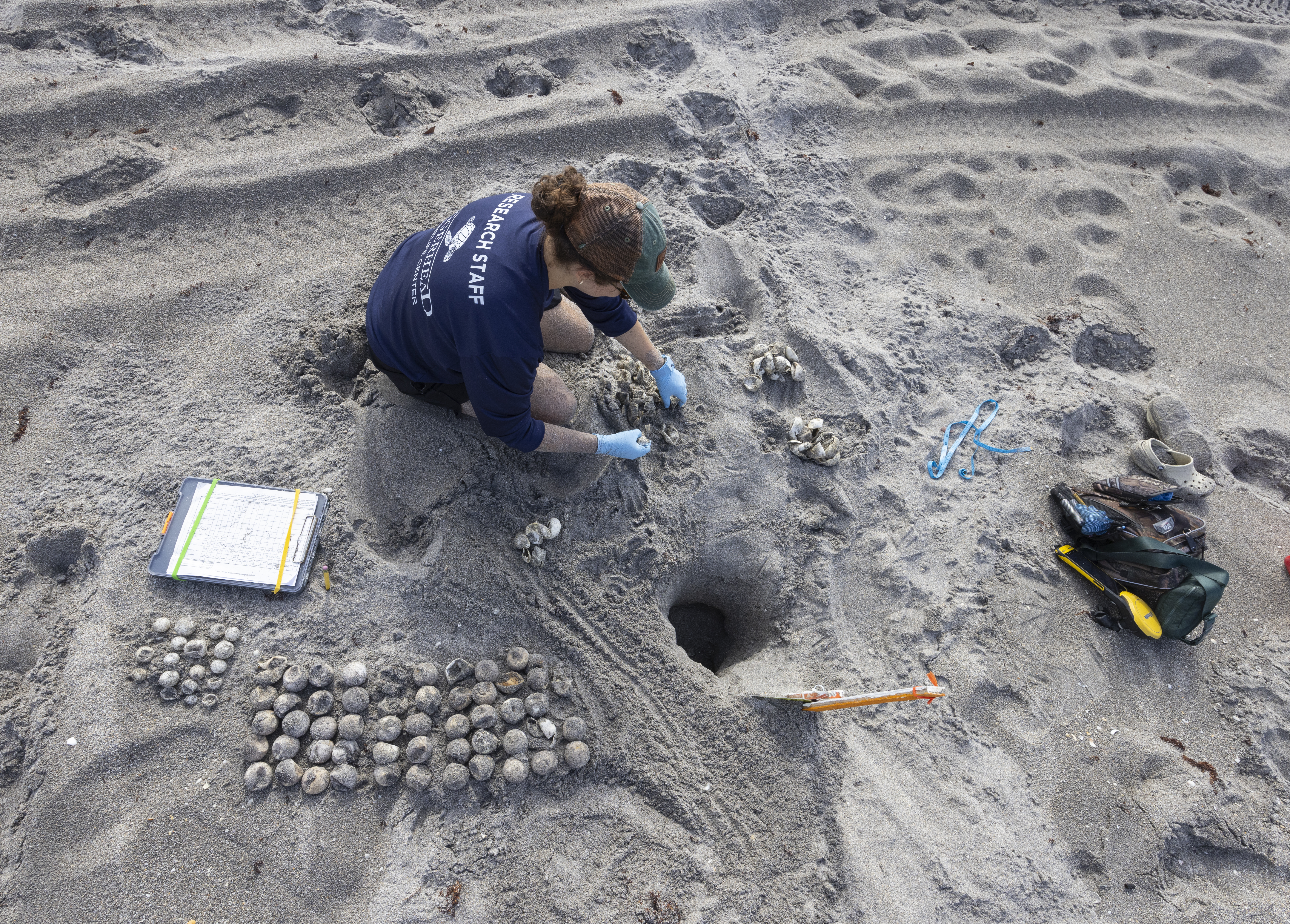 Loggerhead Marinelife Center sea turtle nesting season programs June 2026.jpg