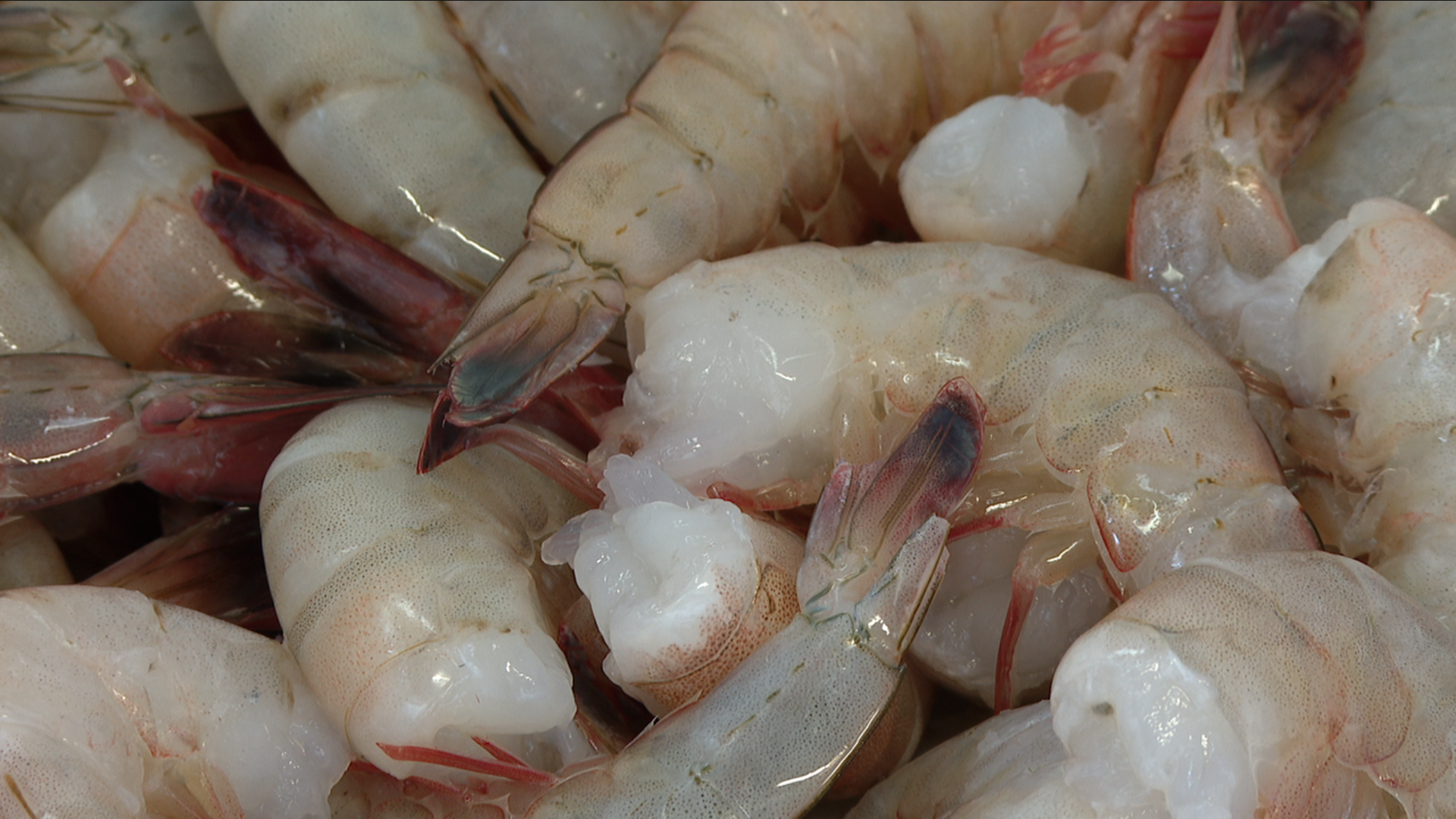 shrimp image