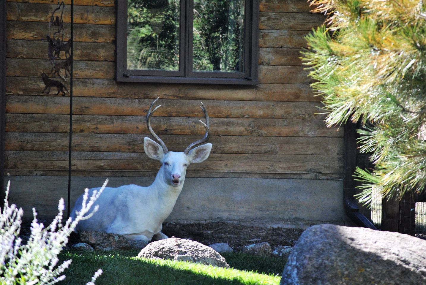 Tilde the white deer was a big part of Cañon City's community