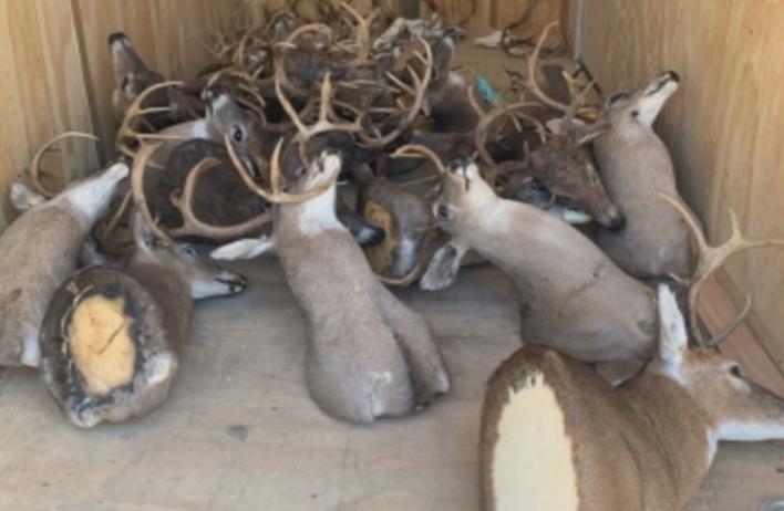 Deer poaching investigation