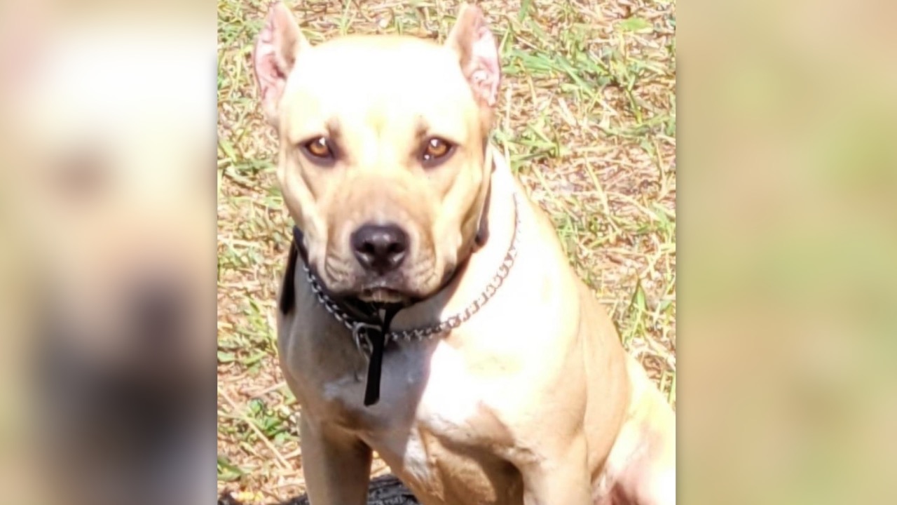 stolen pit bull mix.jpg