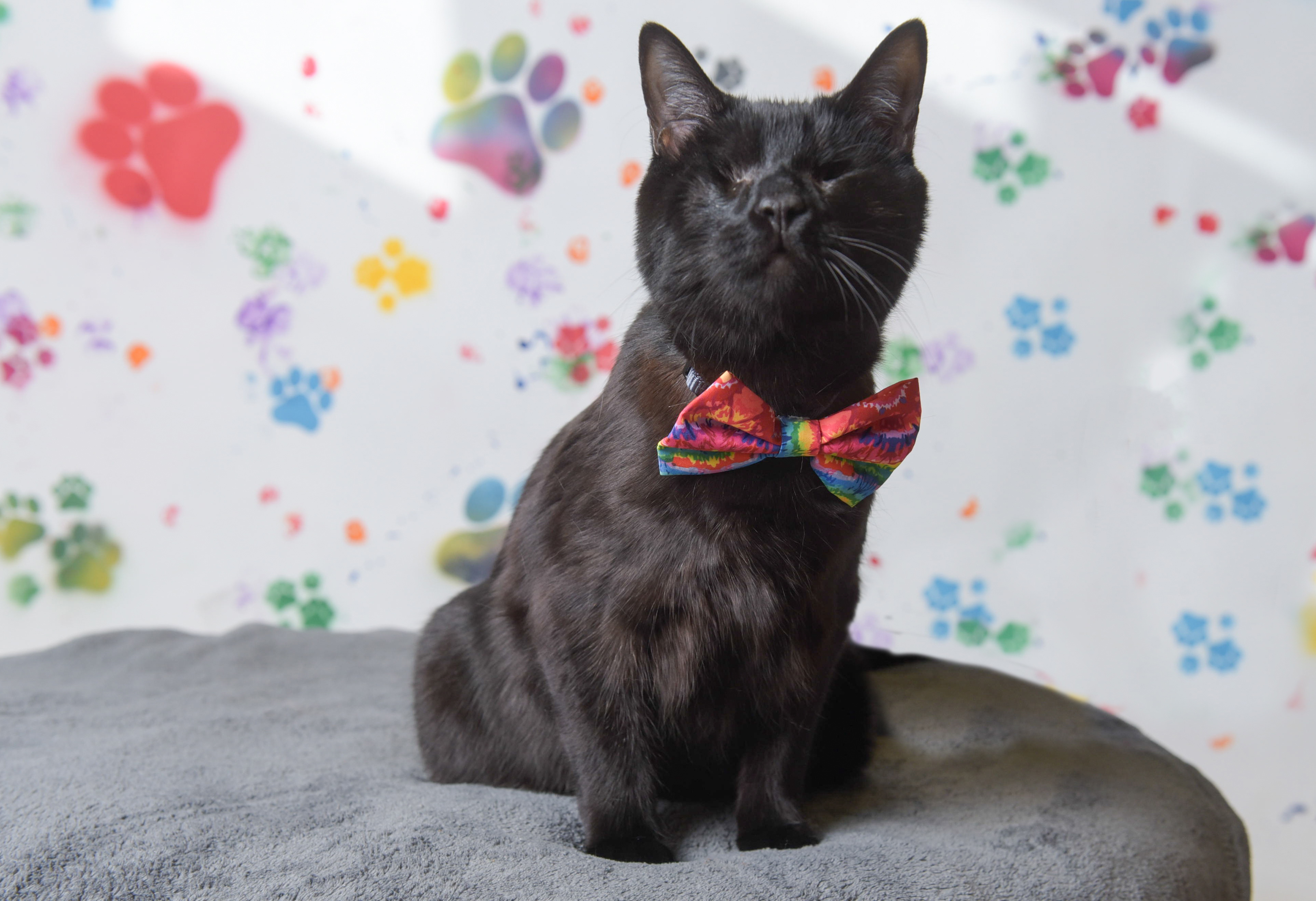 Frankie the cat