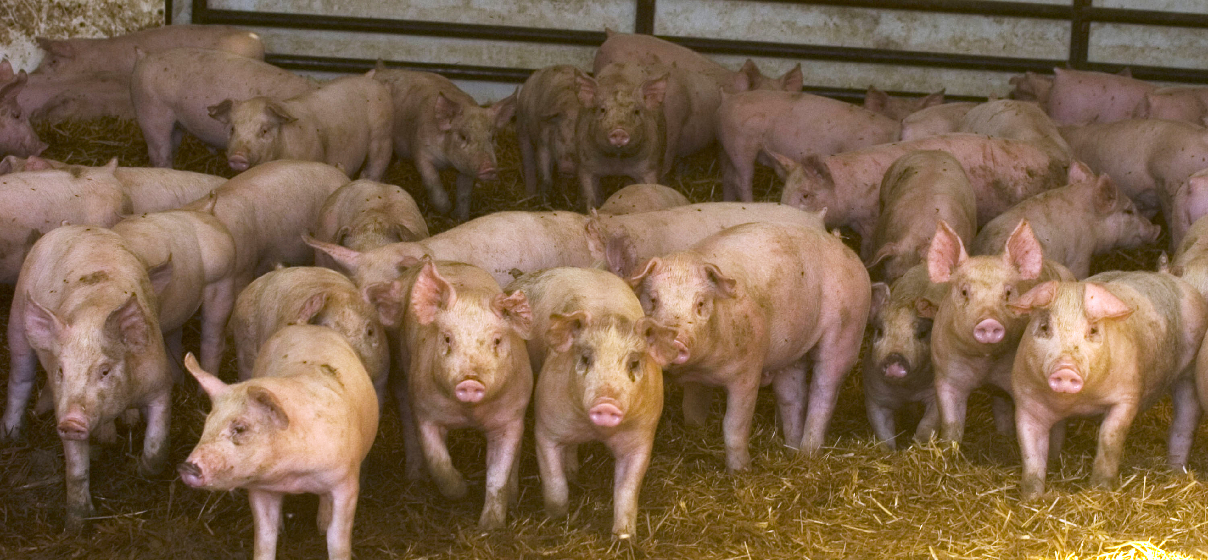Pork Law California