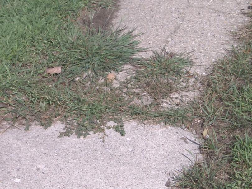 sidewalks.jpg