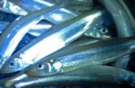 smelt fish