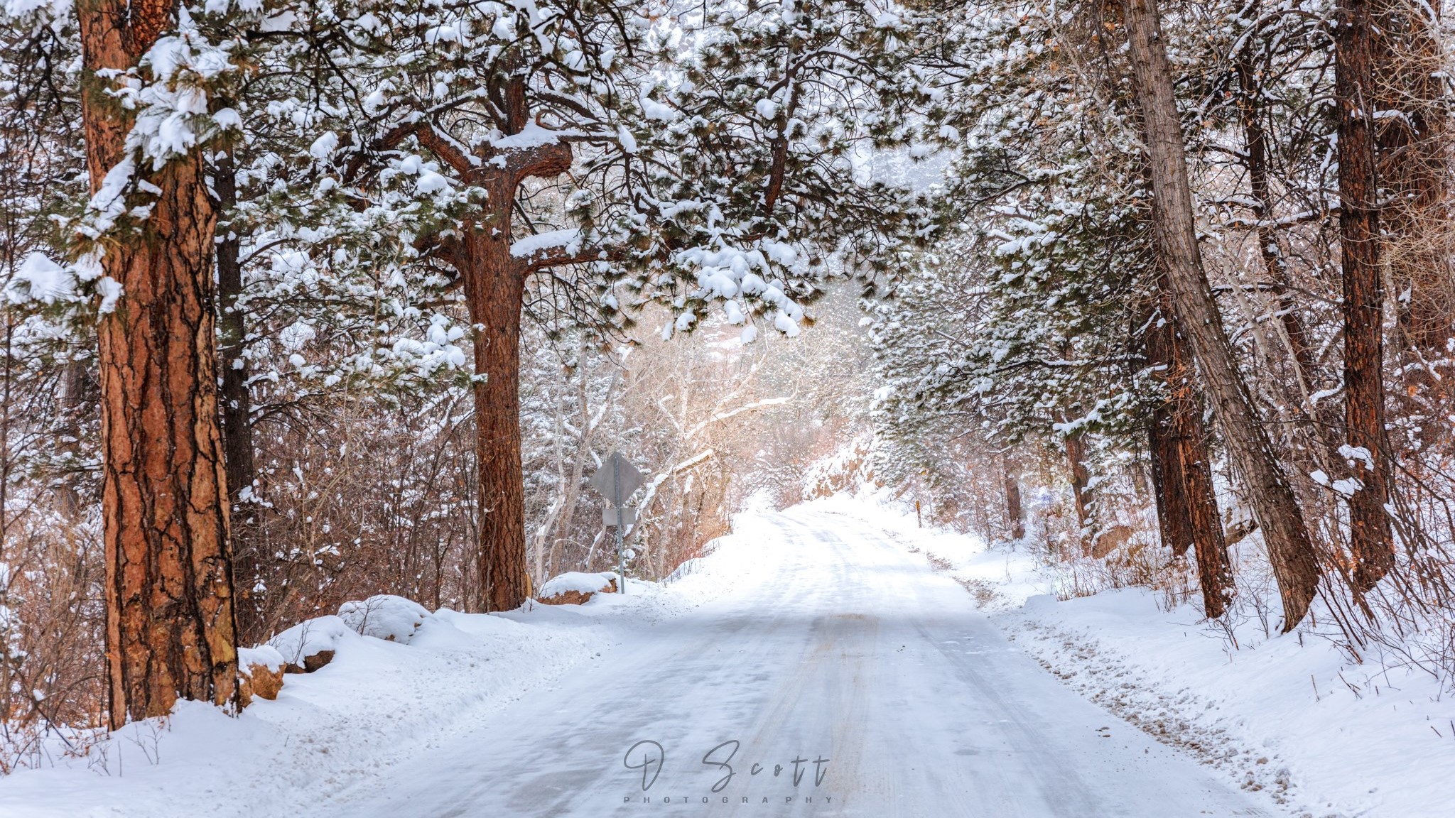 Daniel Forster Cheyenne Canyon Road
