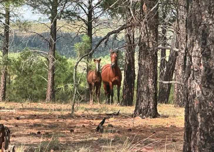 Apache Sitgreaves horses
