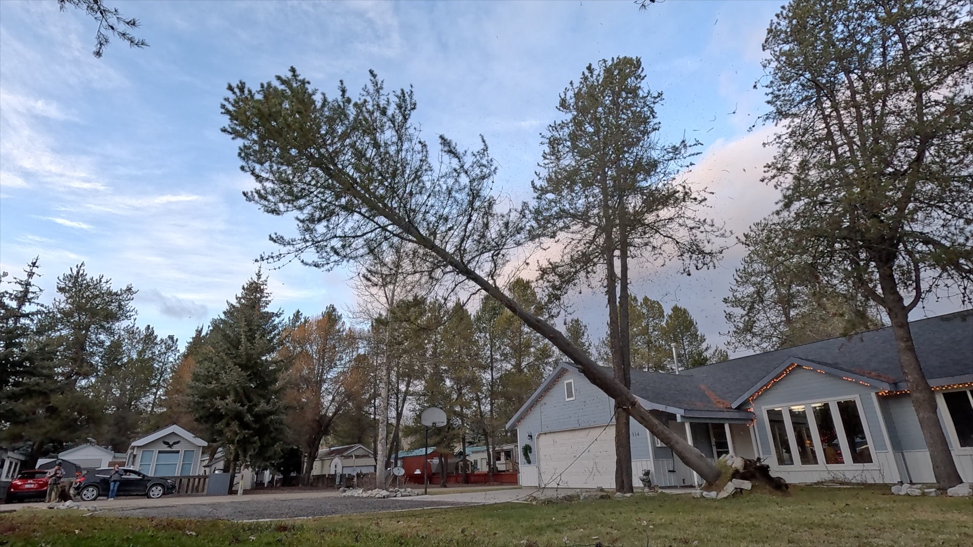 CASCADE DOWNED TREES THUMBNAIL.jpg
