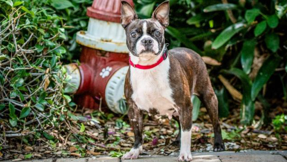 Mercy pet of the week