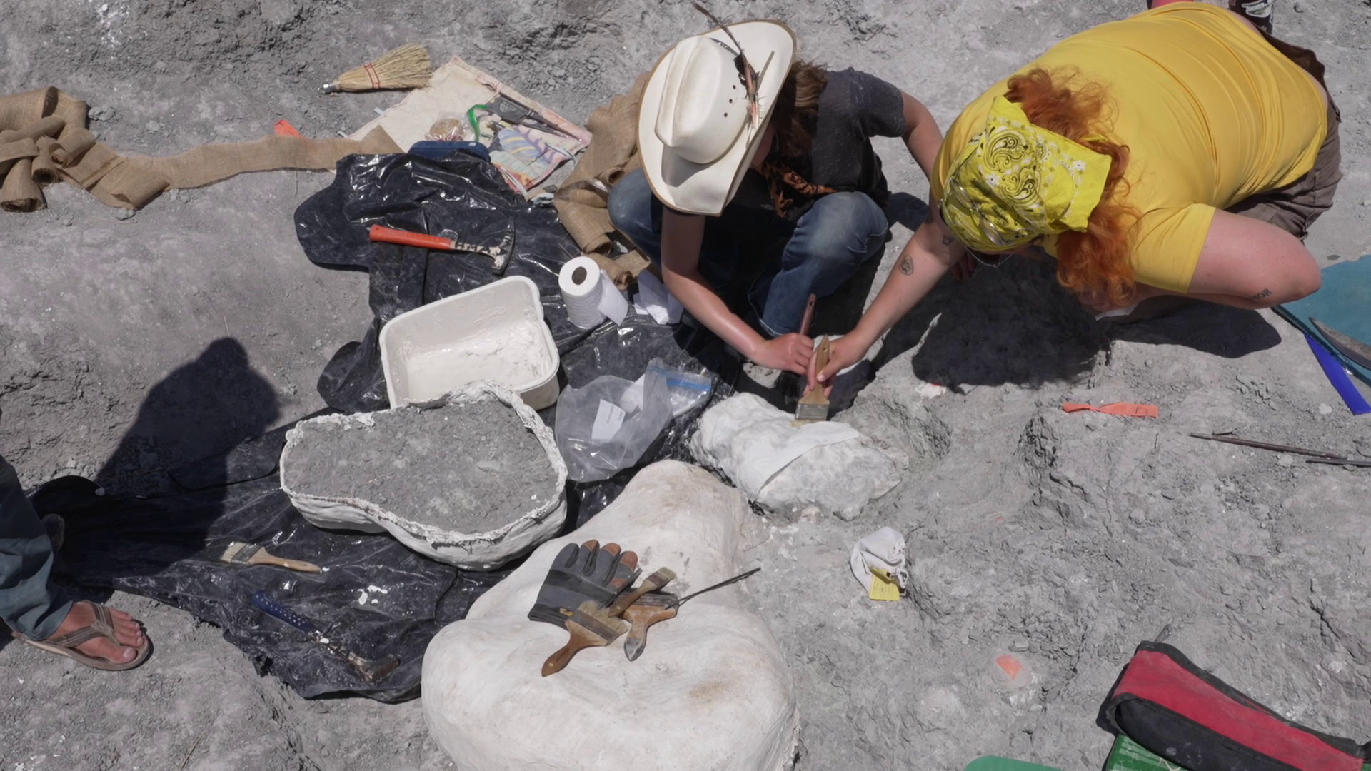 Dinosaur discoveries under the Big Sky