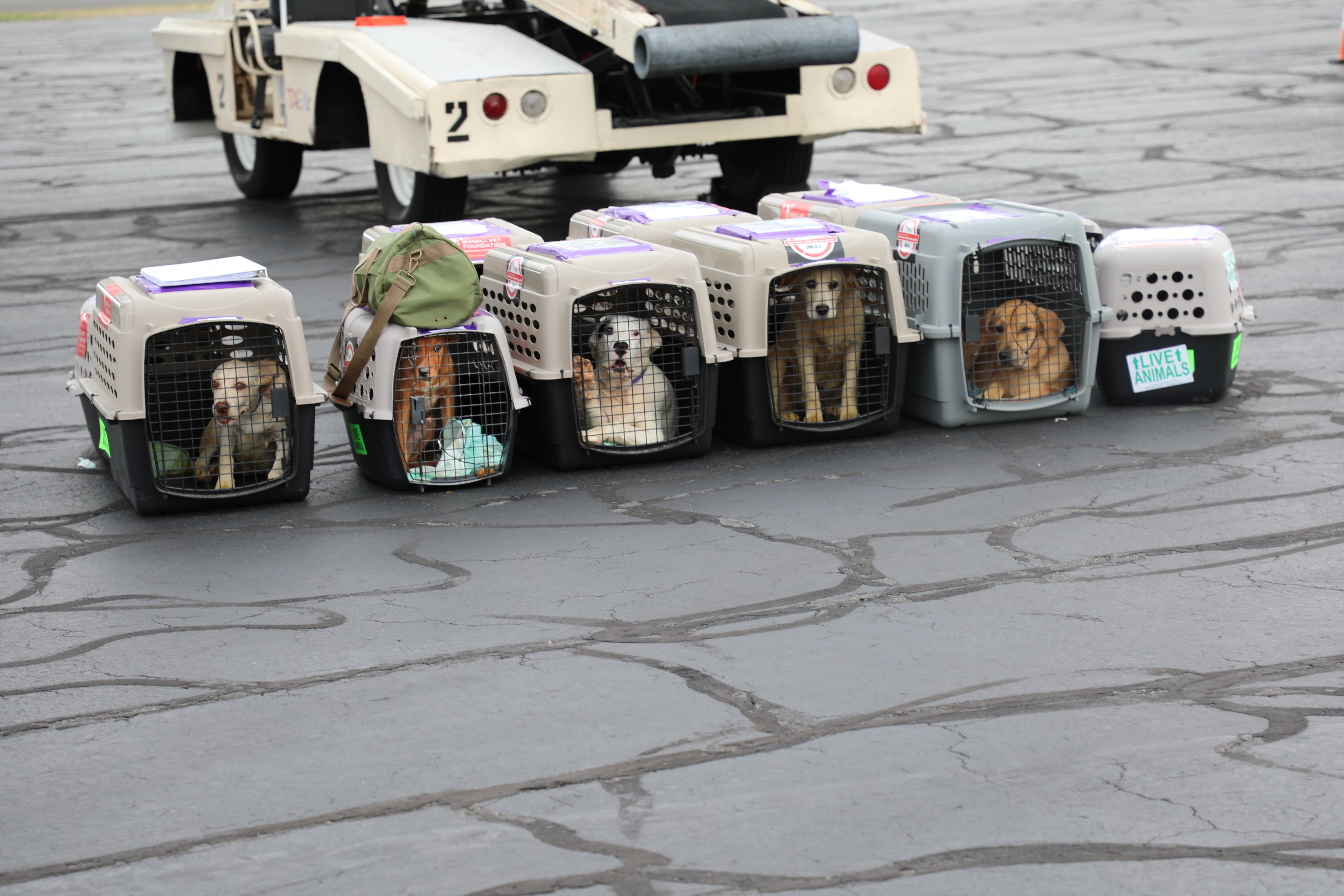 Previous BPF Transport Pets.jpg