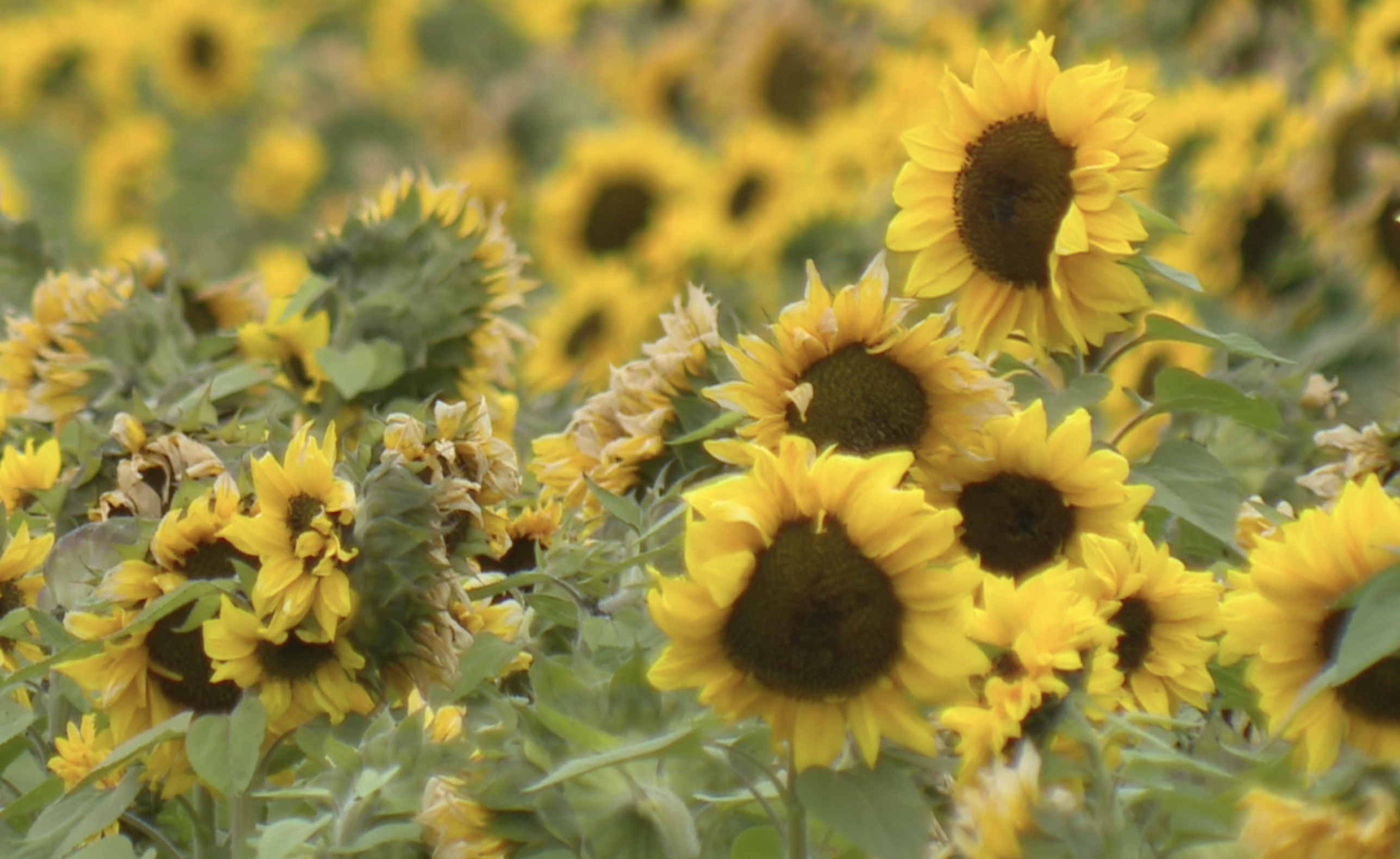 Carlsbad Flower Fields have longest season ever thanks to wet weather