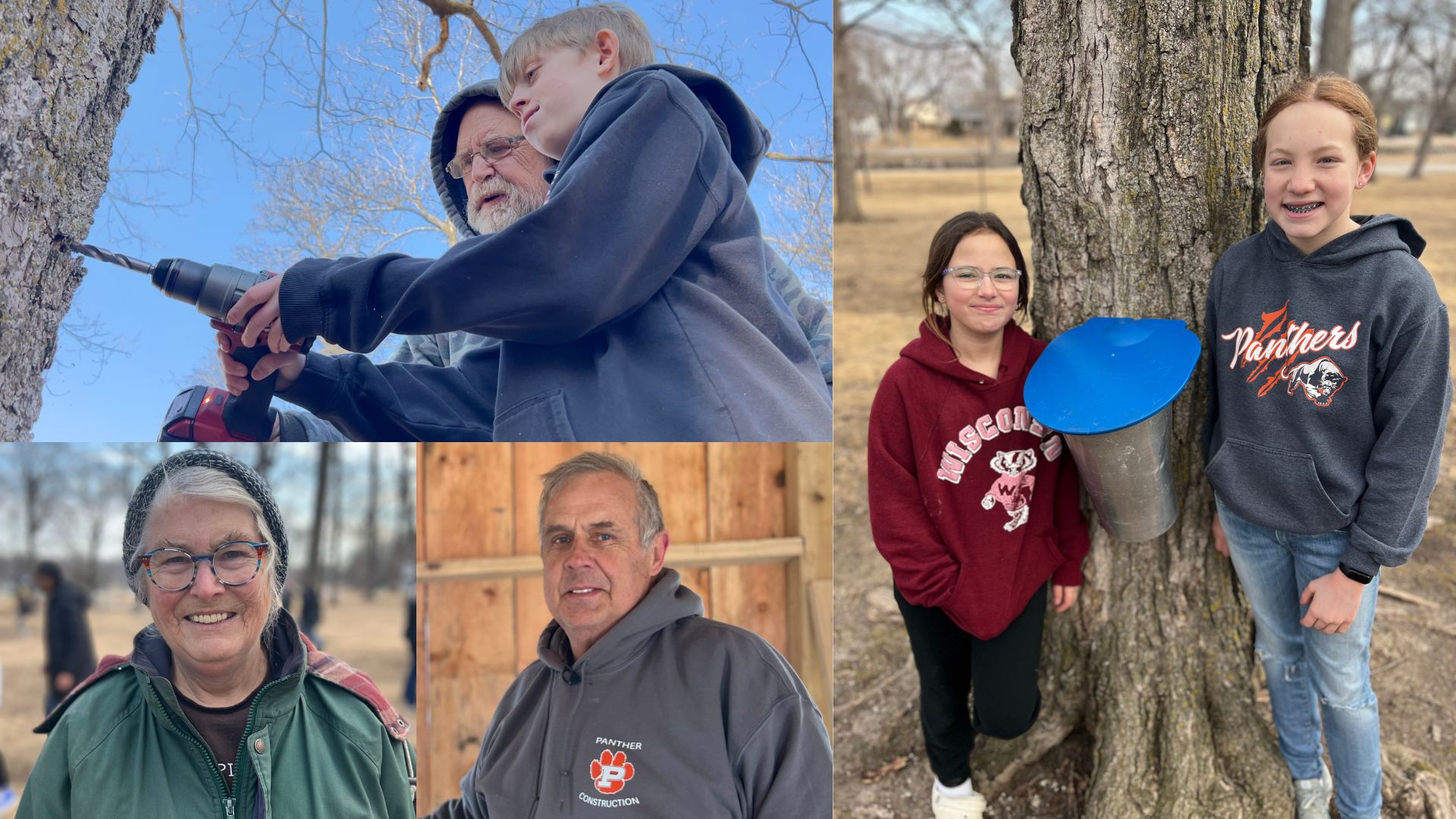 Plymouth maple tapping