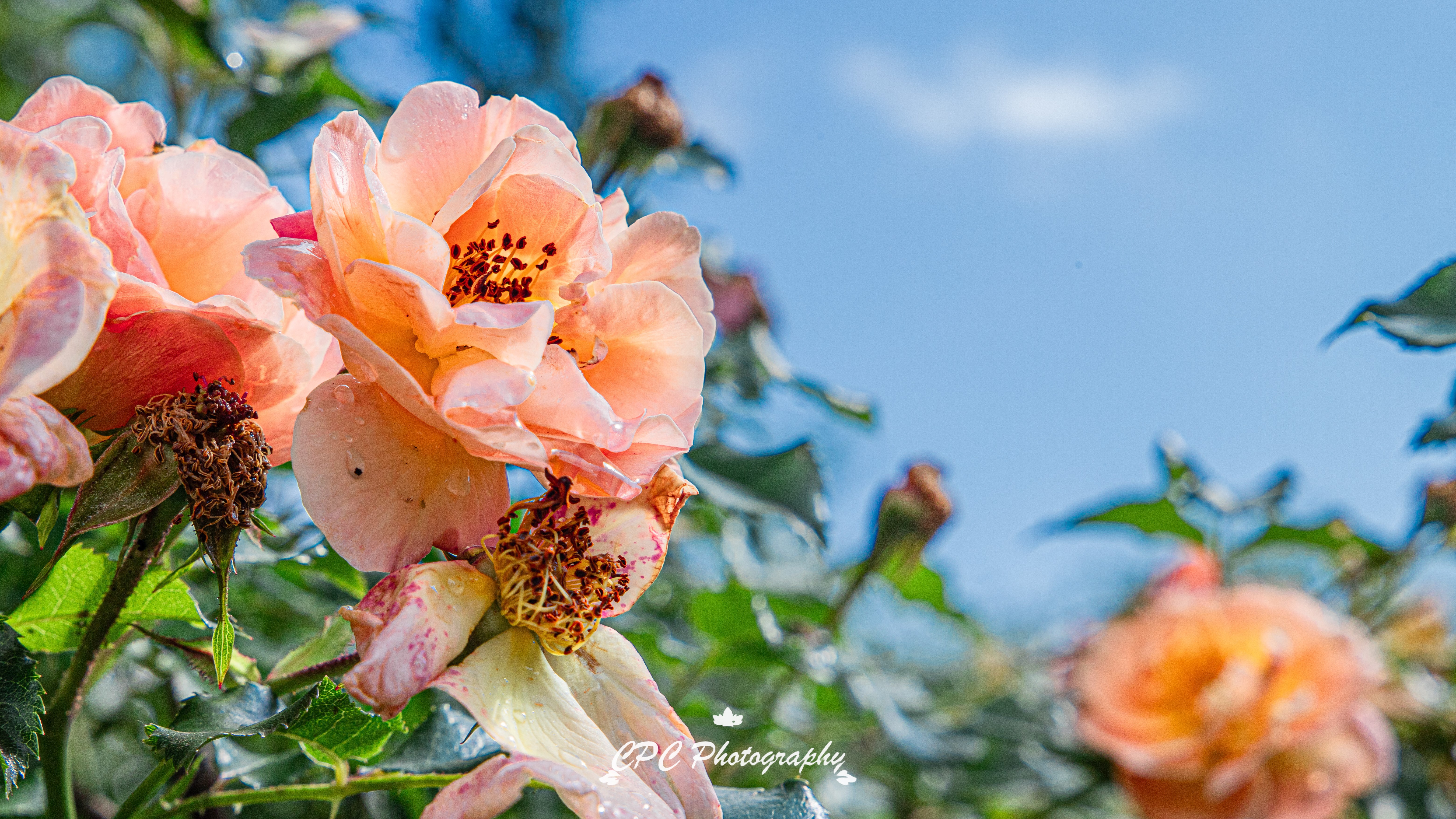 carter Chavez colorado springs flowers