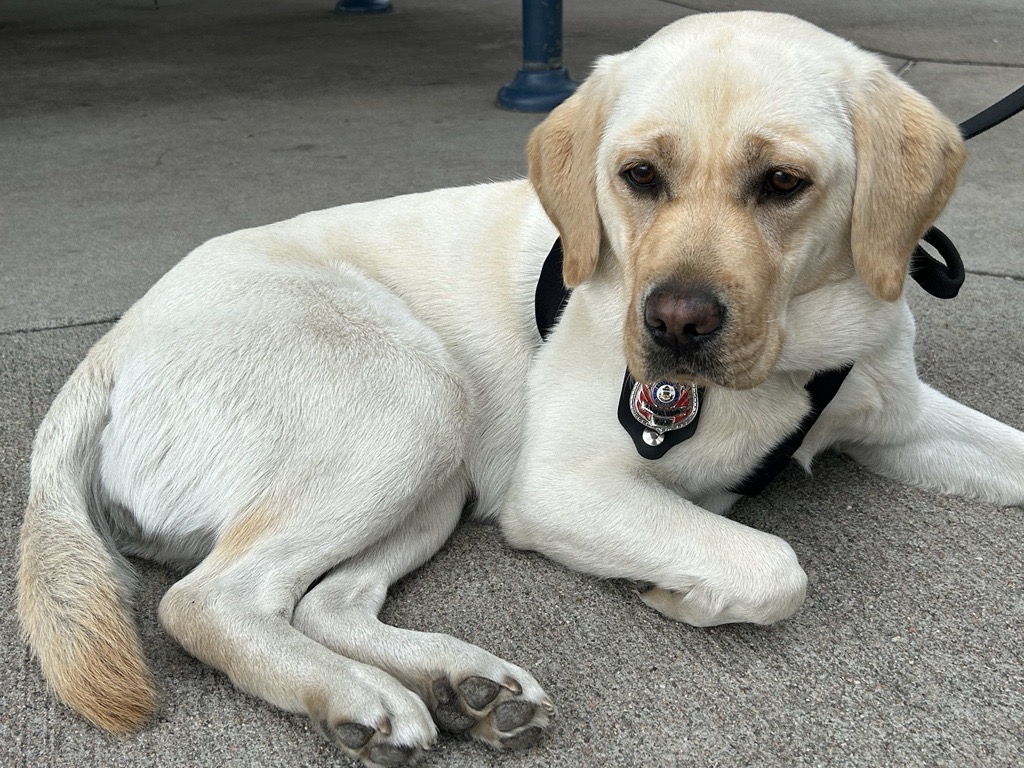 Ash the wildfire dog