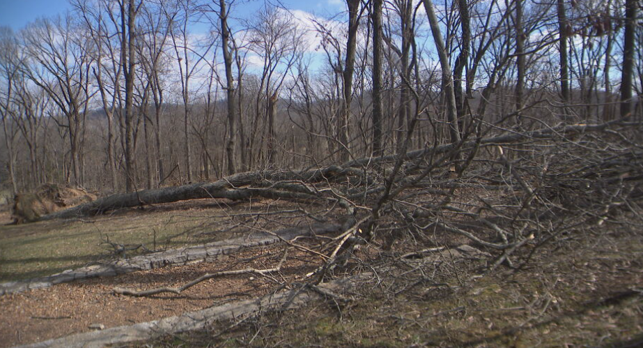 Percy Warner Park cleanup continues after ice storm downed thousands of trees