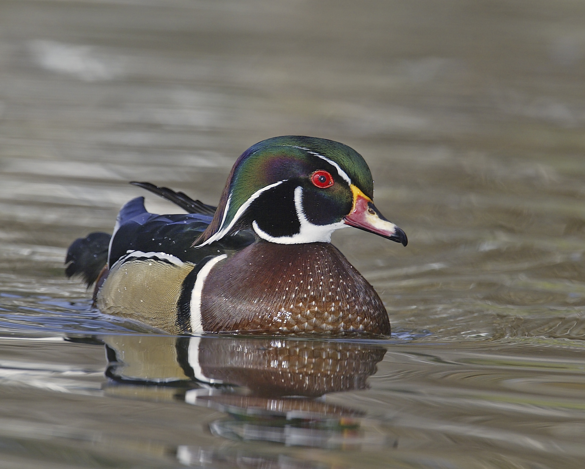 WOOD DUCK