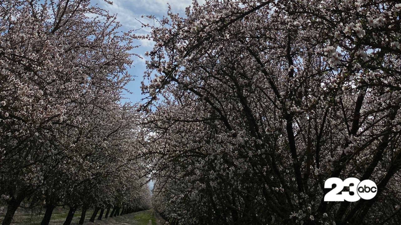 Almond Blossoms (FILE)