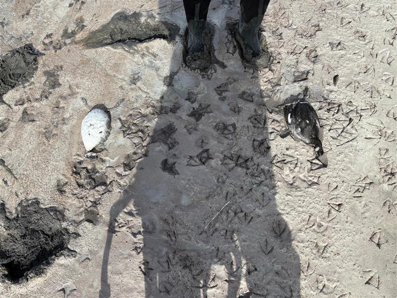 Eared grebe collected October 2025 at Great Salt Lake_John Neill.jpeg