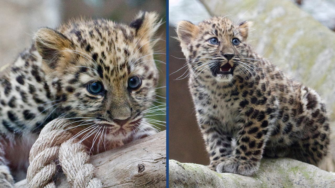 Rare leopard cub makes debut at Santa Barbara Zoo