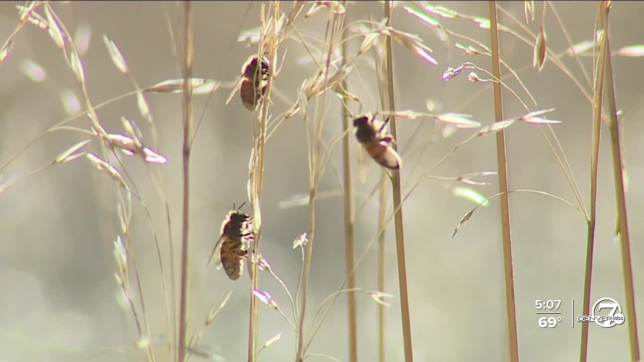 Colorado bill aims to save bee populations by restricting pesticide use