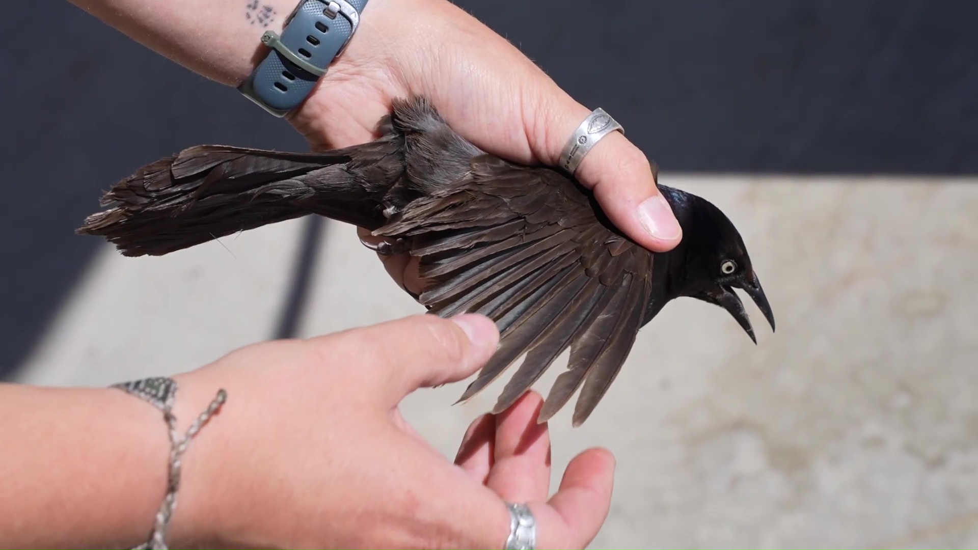 Bird banding at Montana Wild