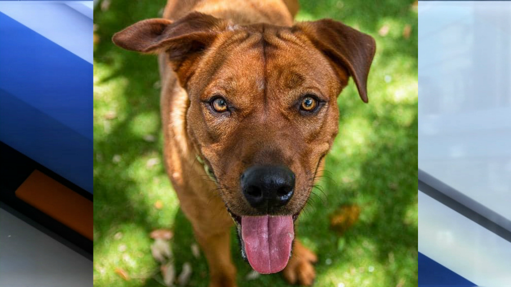 Chico pet of the week