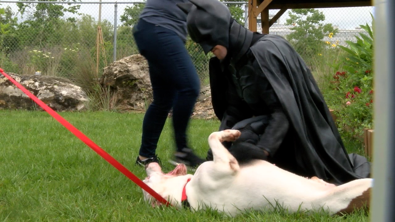 batman-animals-nonprofit-dogs-strays