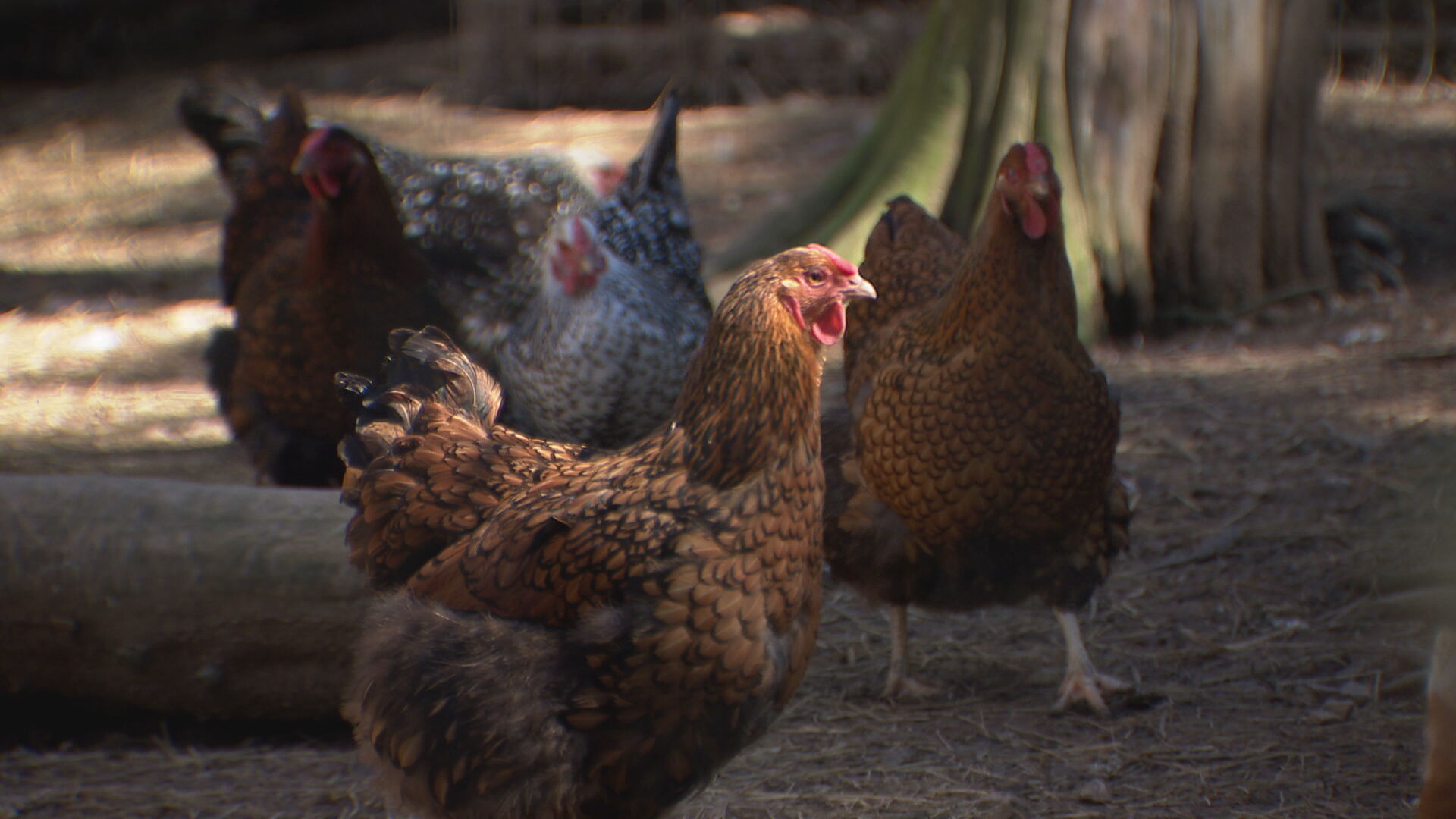 backyard chickens
