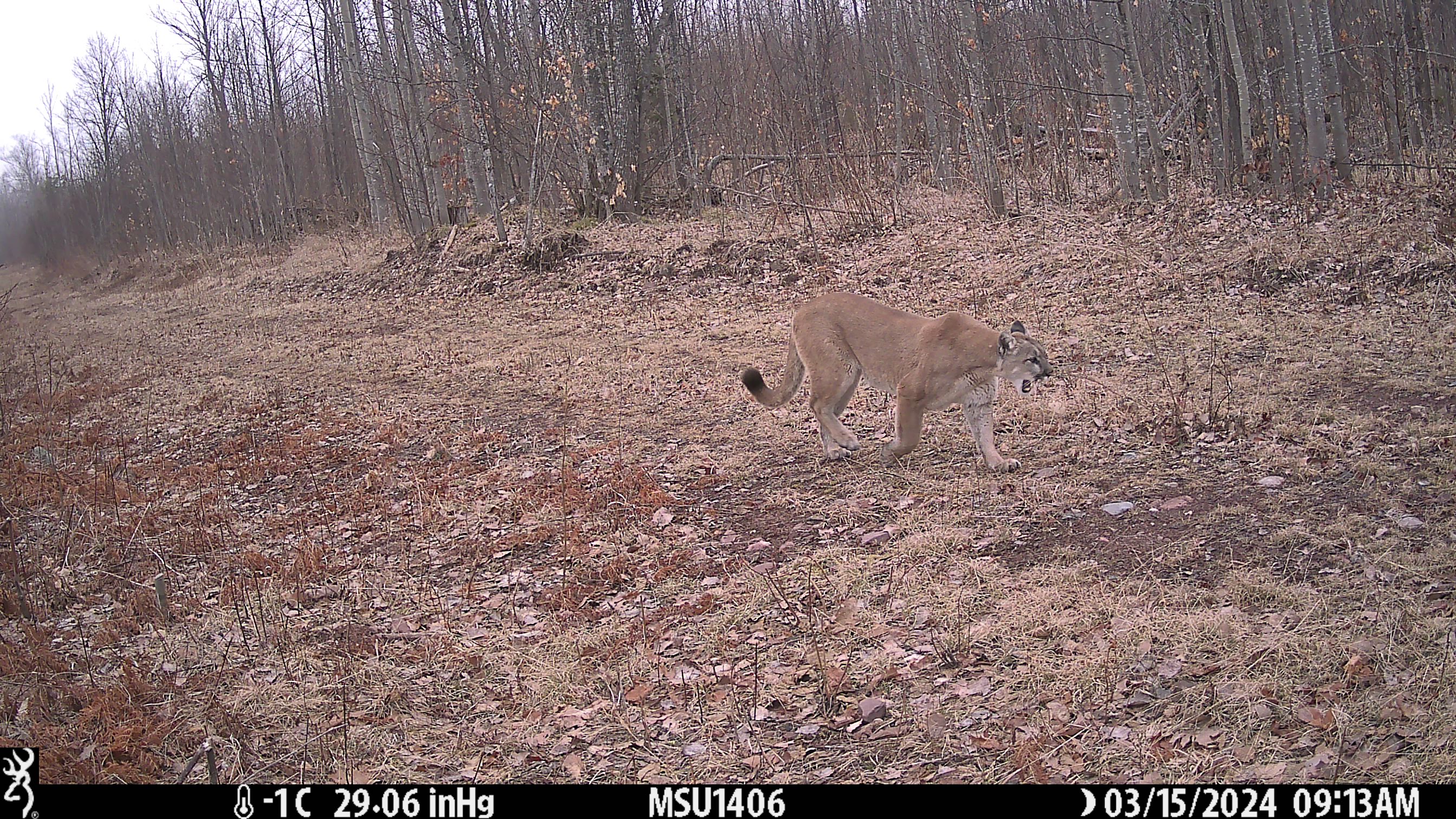 Cougar - Houghton County - 15MAR2024.jpg