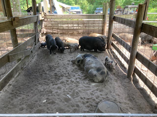pig2.jpg