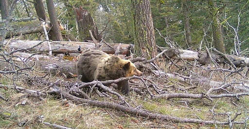 Grizzly bear in Bangtail Mountains