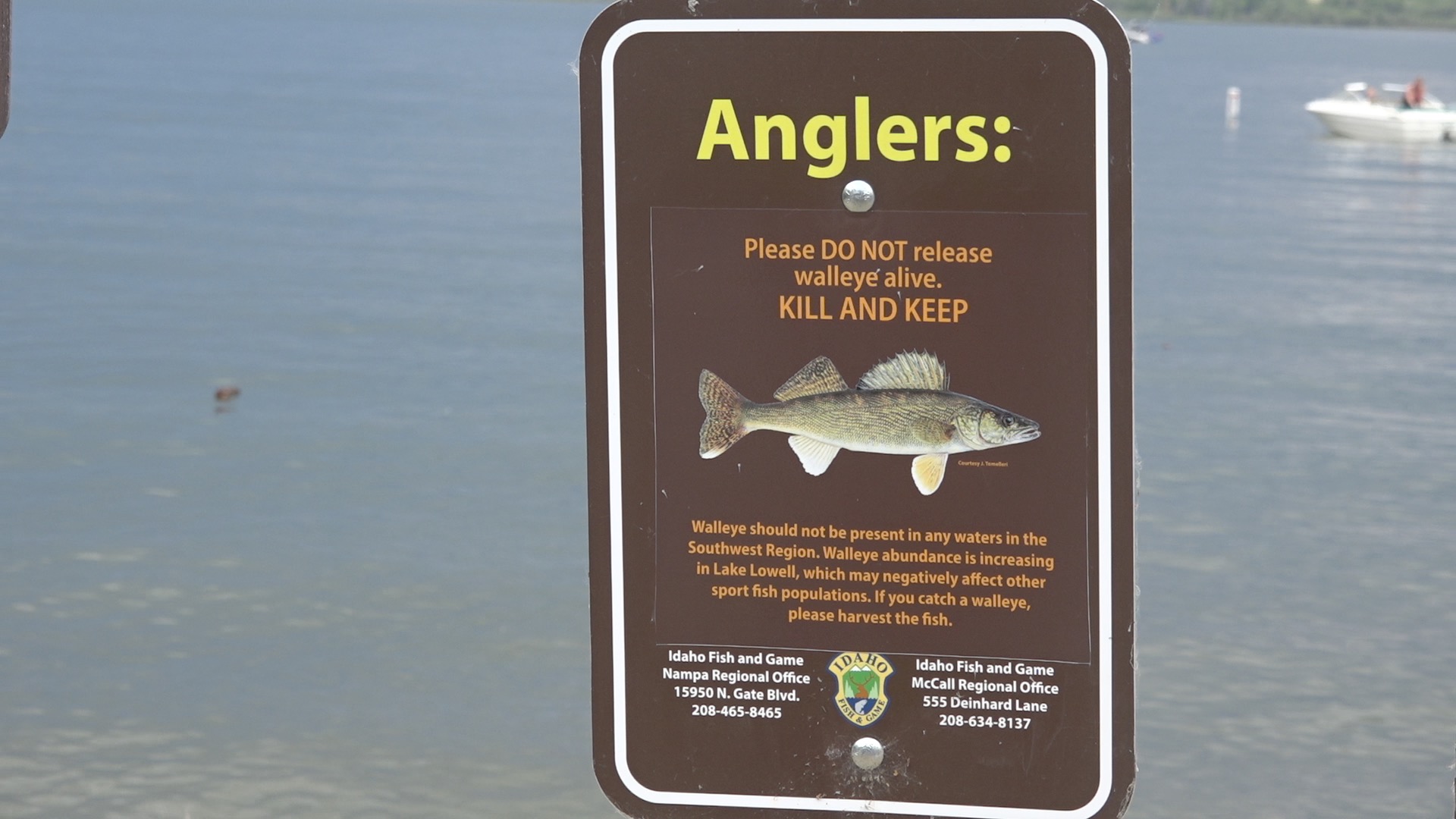 Walleye in Lake Lowell