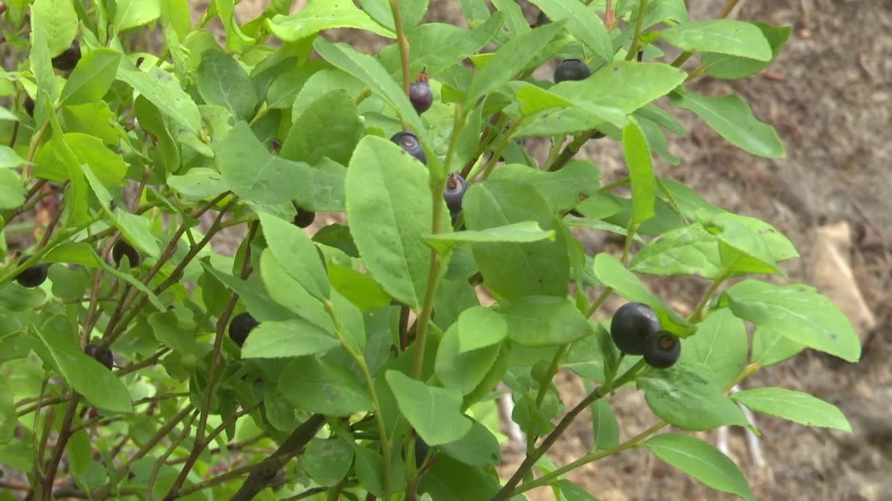 huckleberry 