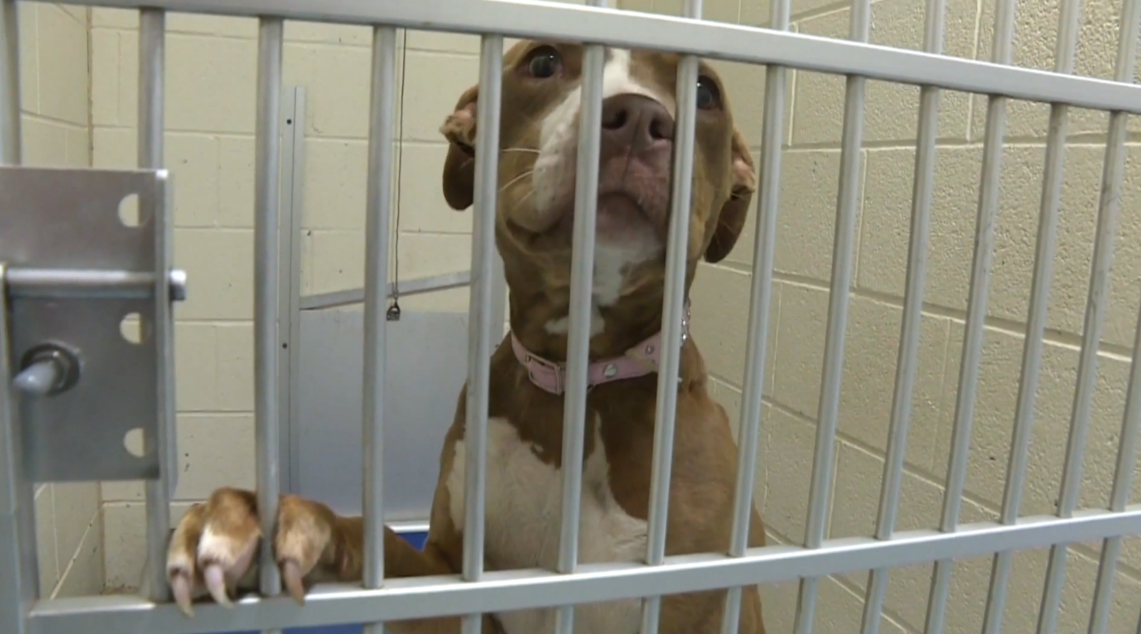 More than 98,000 animals saved by Virginia animal shelters